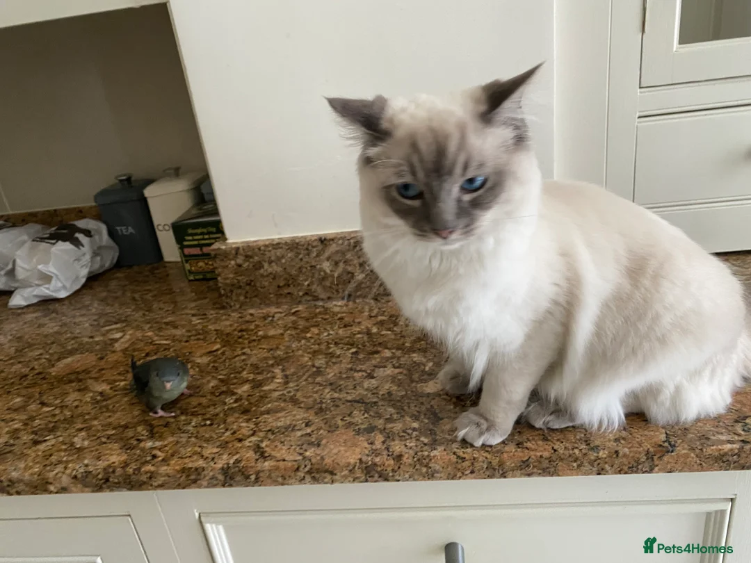 Ragdoll cats for stud: STUNNING PURE RAGDOLL - Advert 13