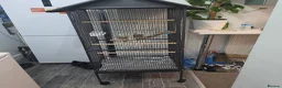 Cockatiels birds for sale: Two 4-Month-Old Hand-Raised Cockatiels in Huddersfield - Advert 8