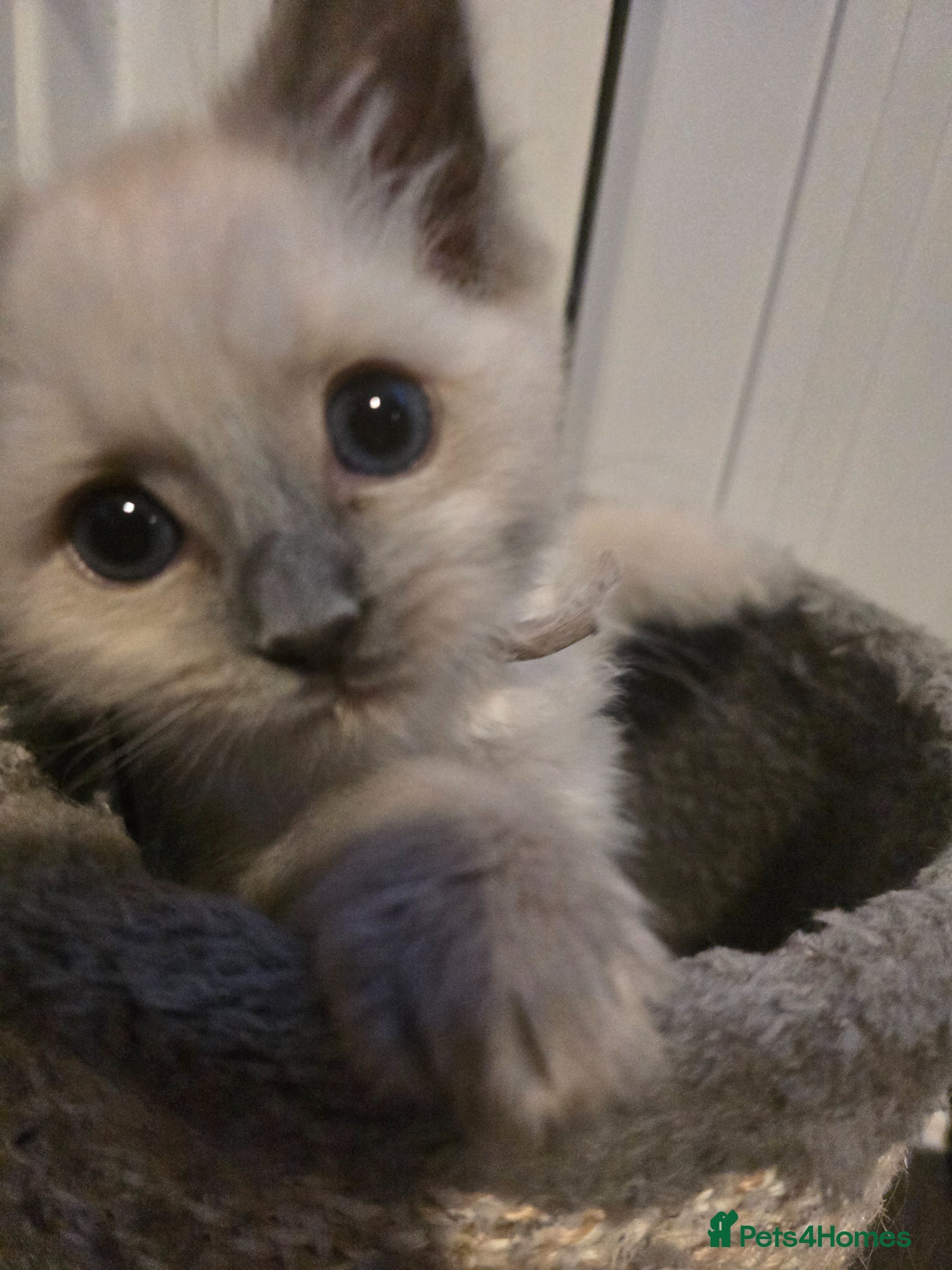 Ragdoll cats for sale: Gorgeous Ragdoll kittens  in Tetbury - Advert 9