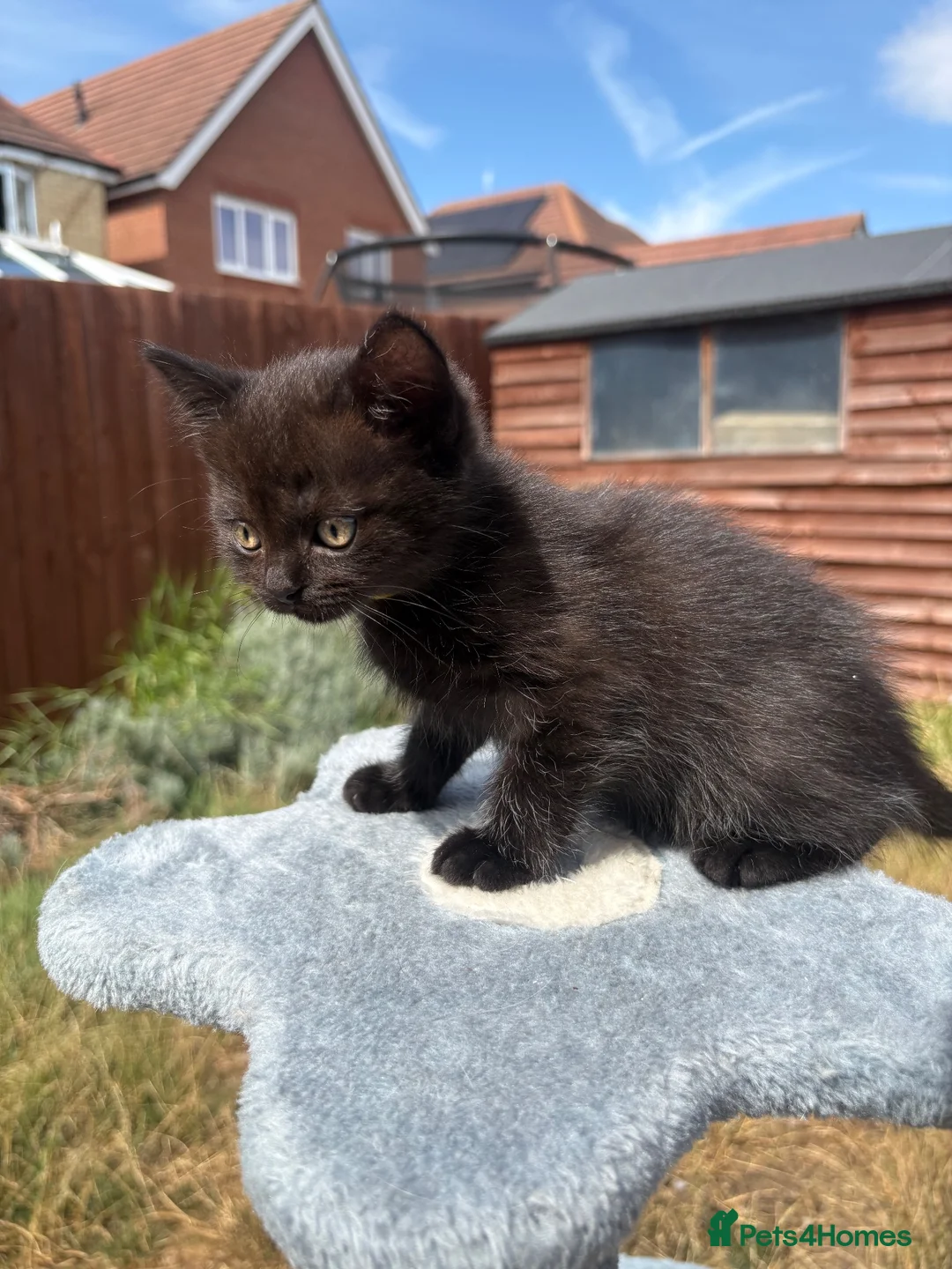 Mixed Breed cats for sale: Ragdoll x BSH/Scottish Fold Kitten - Advert 14