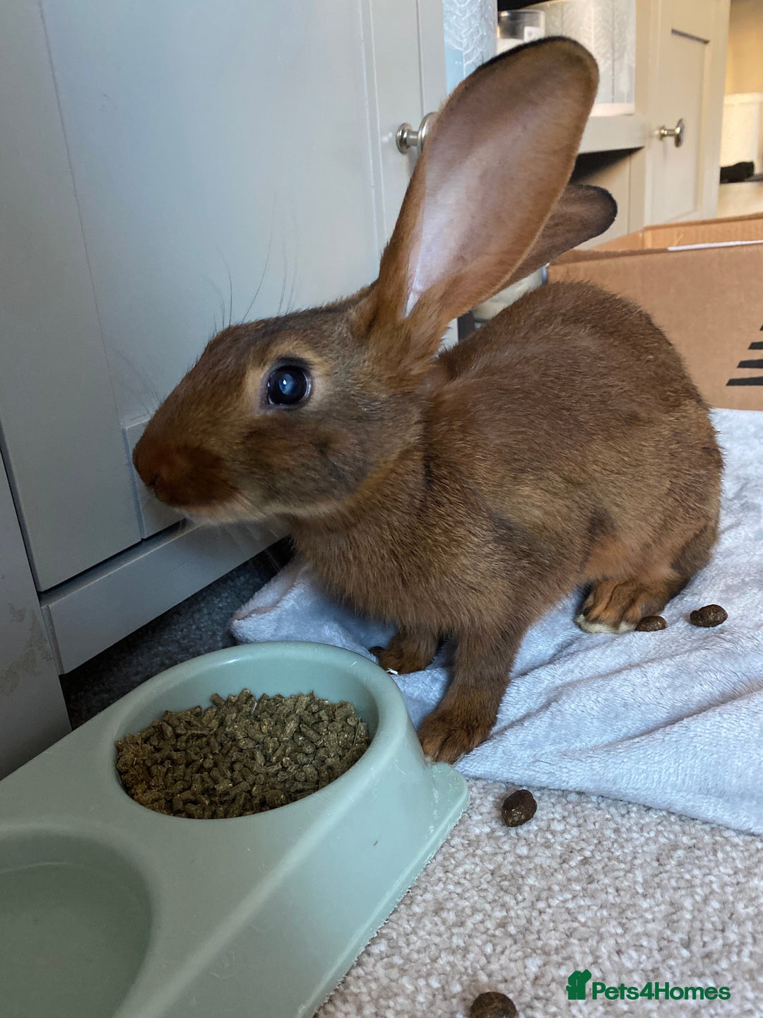 Belgian Hares rabbits for sale: Belgian hare 7 months old - Advert 5