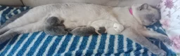 British Shorthair cats for stud: Active GCCF British Shorthair Stud  - Advert 13