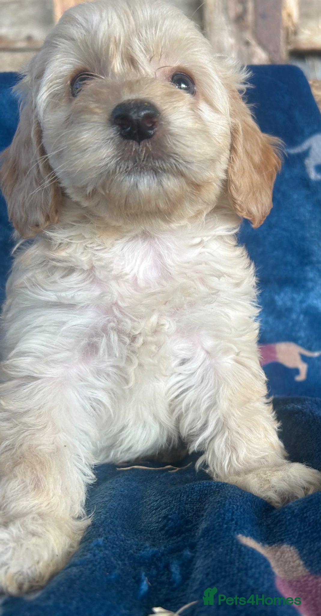 Cockapoo dogs Cockerpoo Puppies - Advert 8