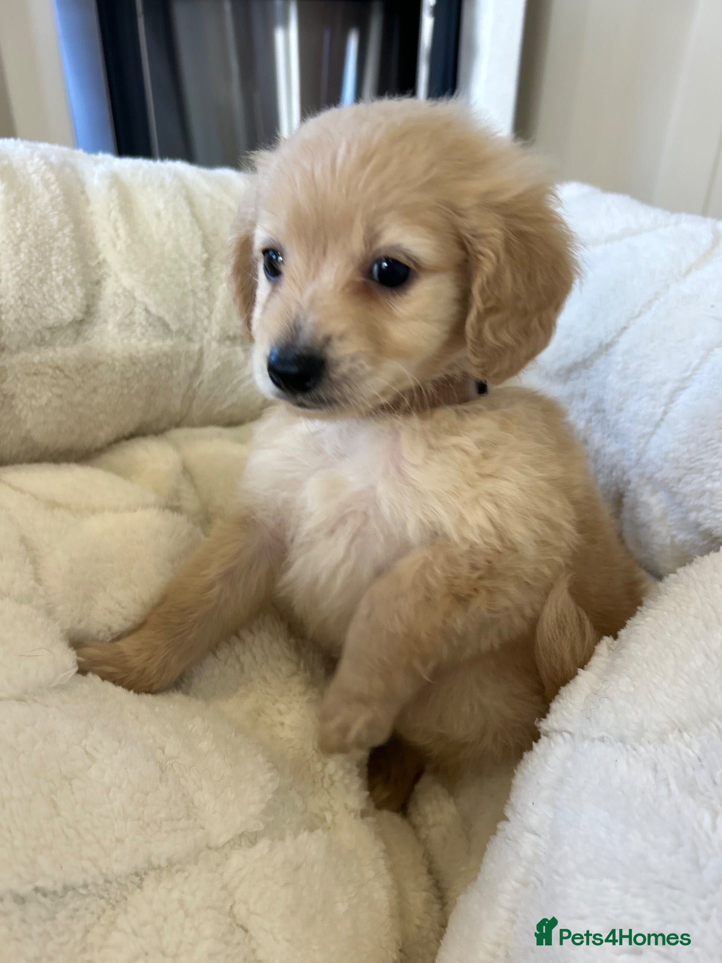 Mixed Breed dogs Pomapoos  - Advert 7
