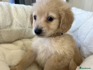 Mixed Breed dogs Pomapoos - Advert 1