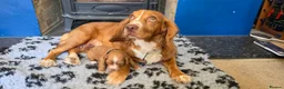 Cocker Spaniel dogs for sale: Cocker spaniel puppies kc registered  in Pulborough - Advert 5