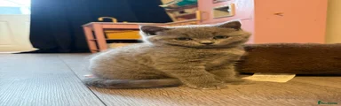British Shorthair Kitten 2