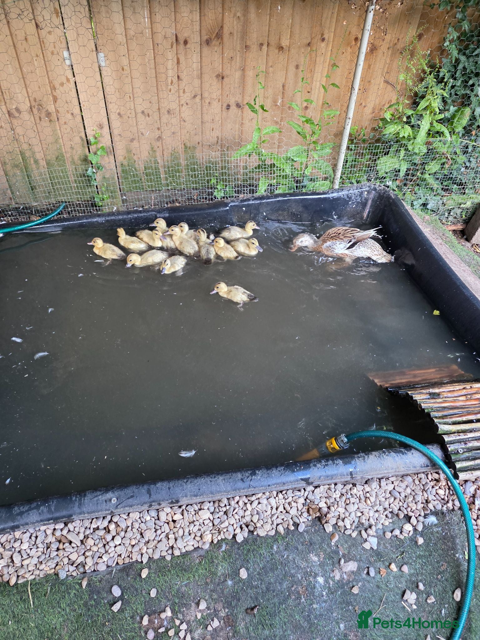 Ducks poultry Miniature Silver Appleyard ducklings ready to go - Advert 6