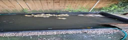 Ducks poultry for sale: Miniature Silver Appleyard ducklings ready August - Advert 1