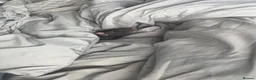 Rat rodents for sale: Urgent home needed for female rat in Nottingham - Advert 3