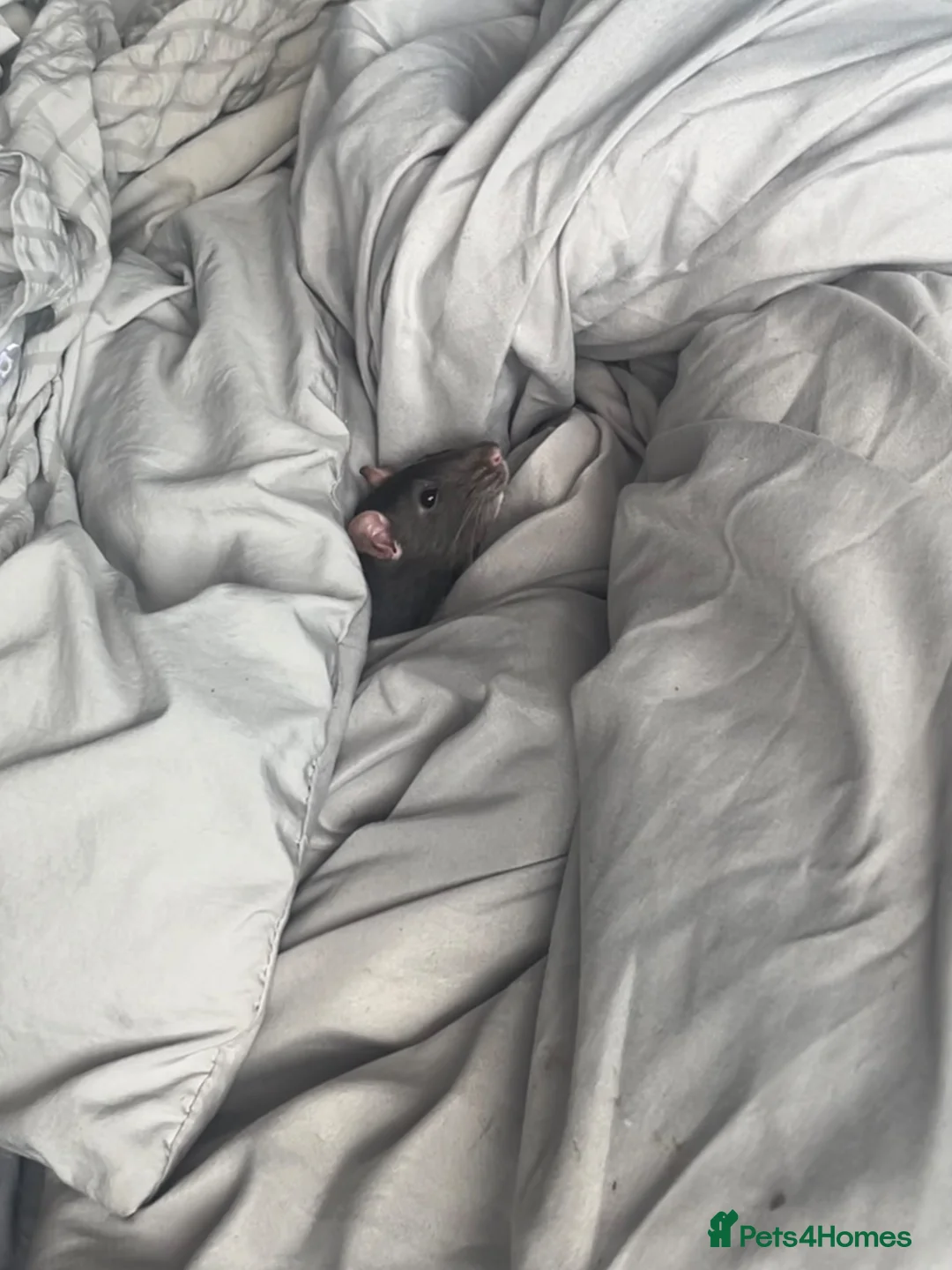 Rat rodents for sale: Urgent home needed for female rat in Nottingham - Advert 3