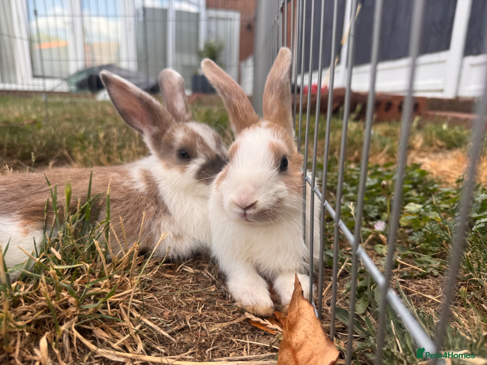 Mixed Breed rabbits Male bunnies  - Advert 1
