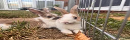 Mixed Breed rabbits for sale: Male bunnies  in Southend-on-Sea - Advert 1