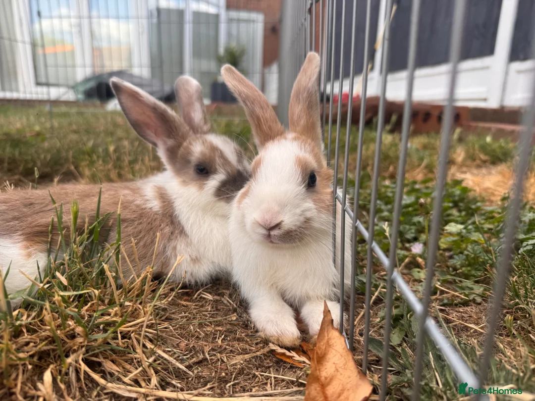 Mixed Breed rabbits for sale: Male bunnies  in Southend-on-Sea - Advert 1