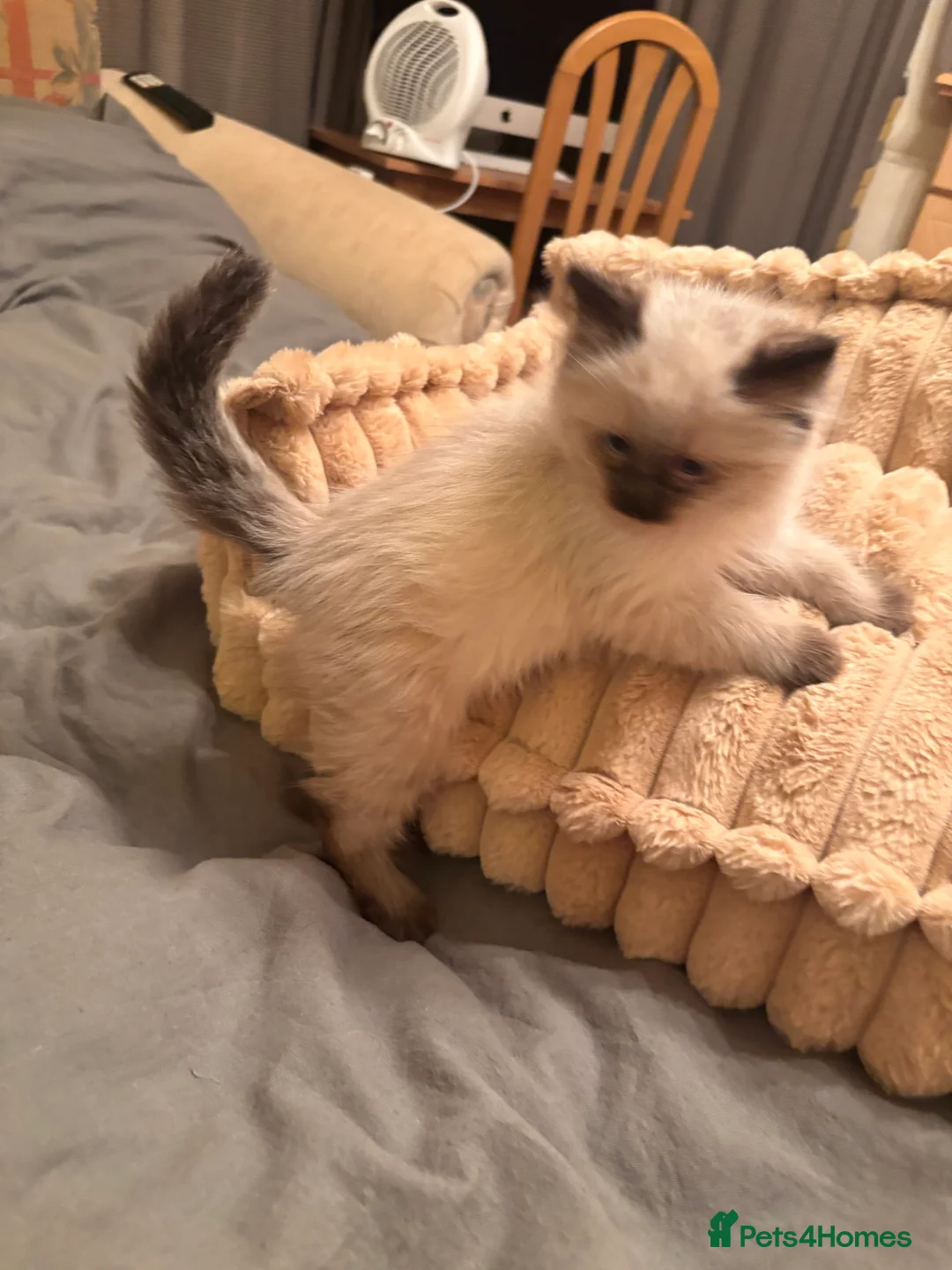 Ragdoll cats for sale: Ragdols  - Advert 23