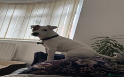 Jack Russell dogs for sale: Loving Jack Russel in a need of a home ASAP - Image 2