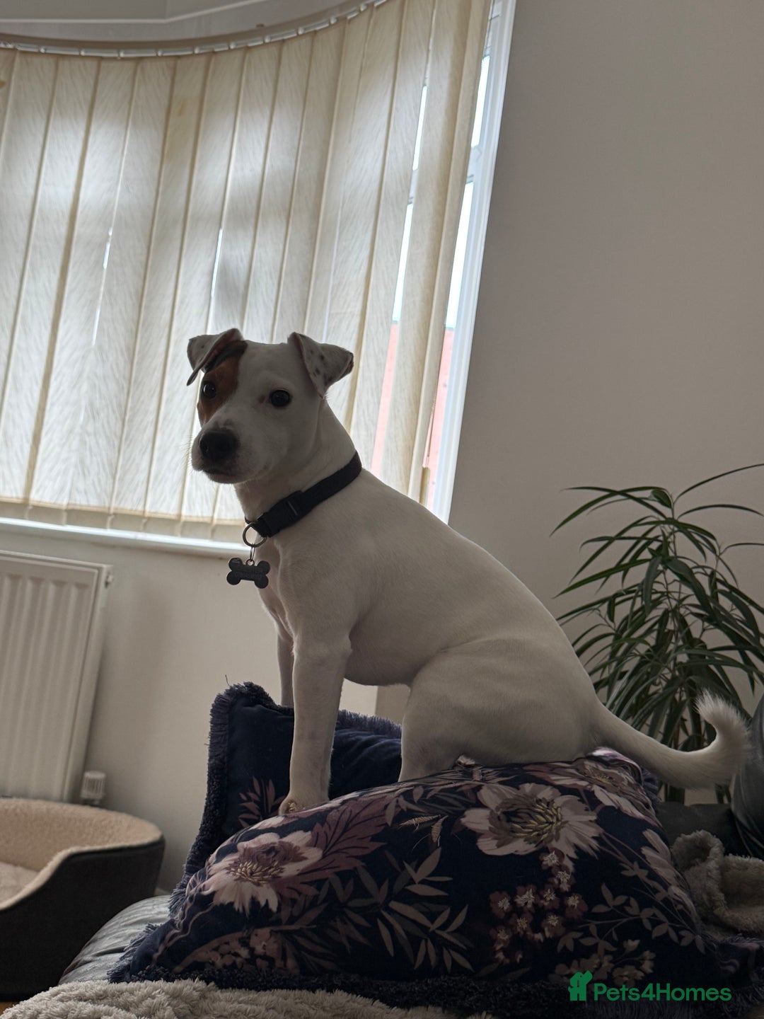 Jack Russell dogs for sale: Loving Jack Russel in a need of a home ASAP - Image 2