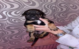 Mixed Breed dogs for sale: Puppy’s available  - Image 1