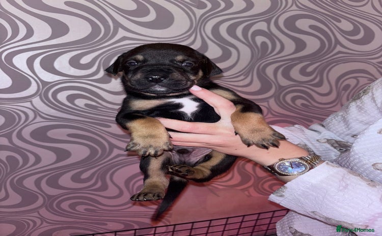 Mixed Breed dogs - Advert 5