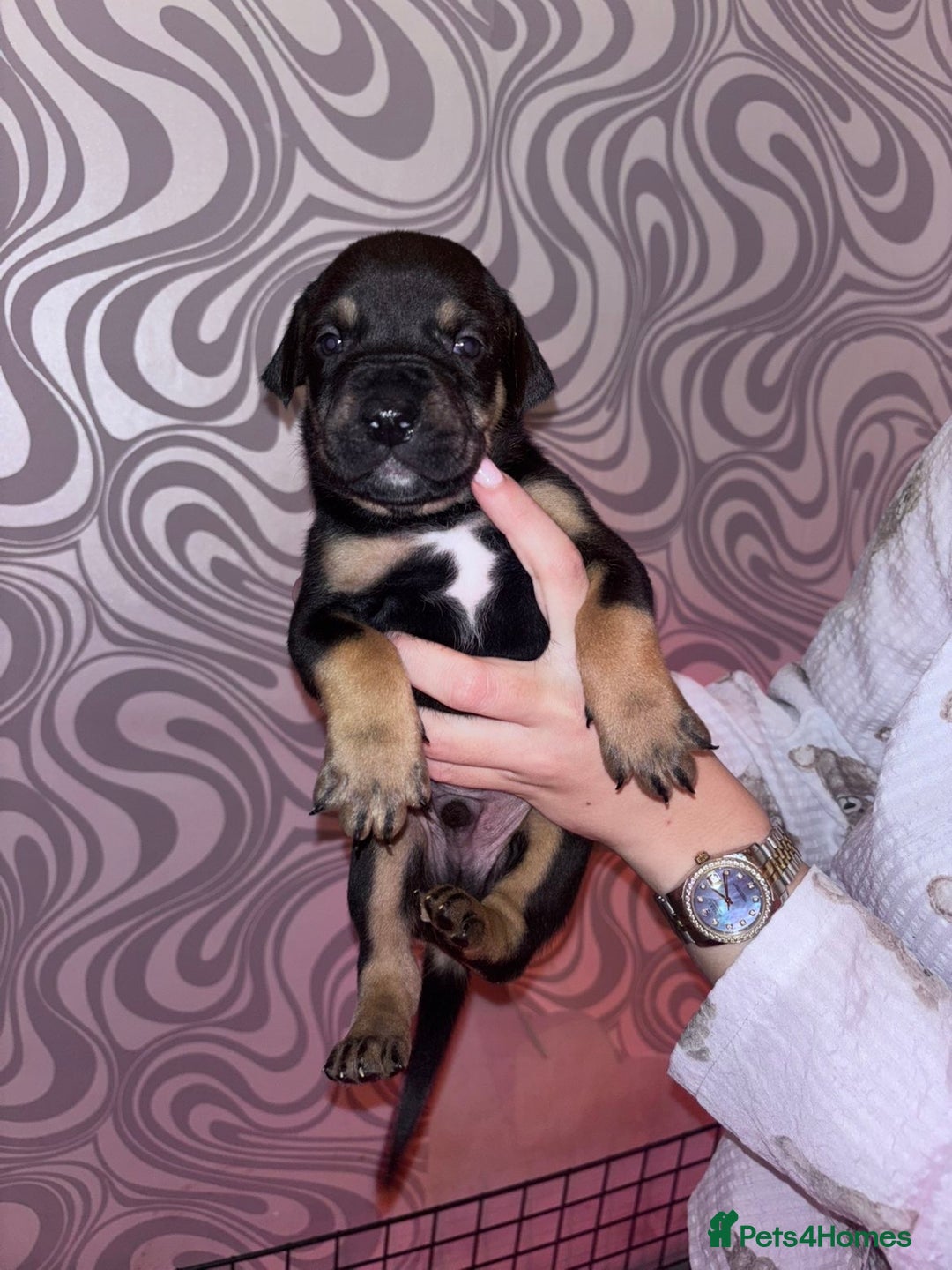 Mixed Breed dogs for sale: Puppy’s available  - Image 1