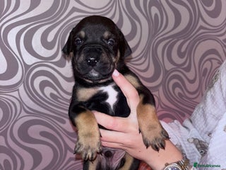 Mixed Breed dogs - Advert 4