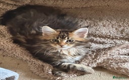 Maine Coon cats for sale: 2 Gorgeous Mane Coon Kittens  - Image 5