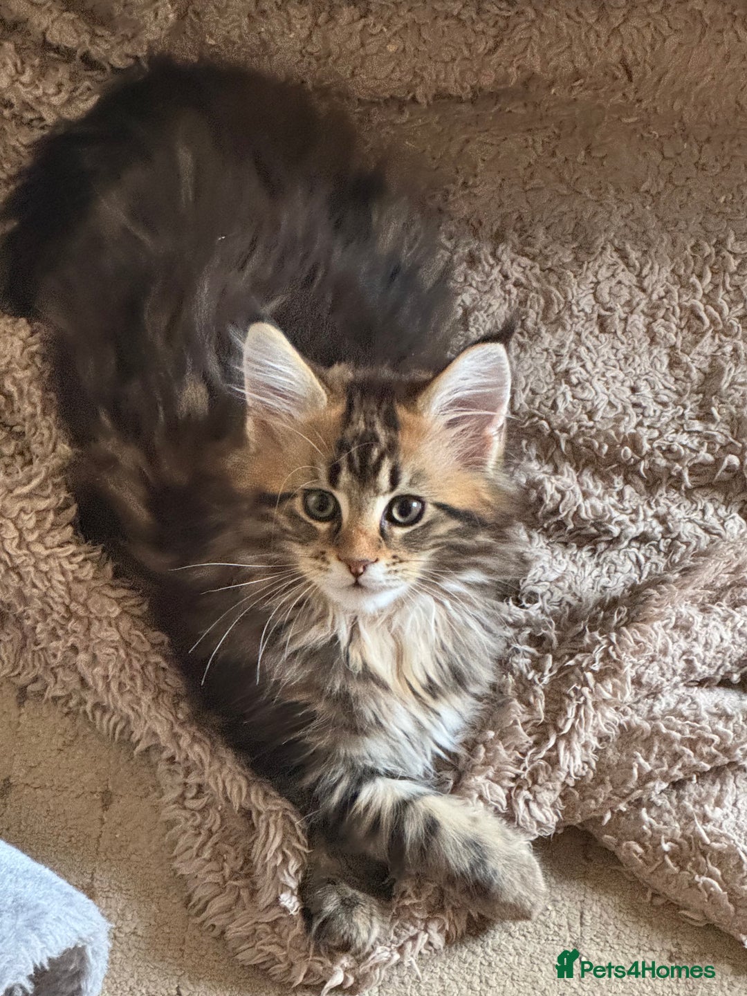 Maine Coon cats for sale: 2 Gorgeous Mane Coon Kittens  - Image 5