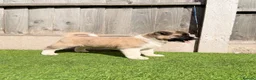 Akita dogs for sale: American Akita puppy’s for sale - Advert 10