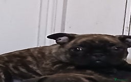 Frug dogs for sale: Two ten week old female frugs for sale - Image 2