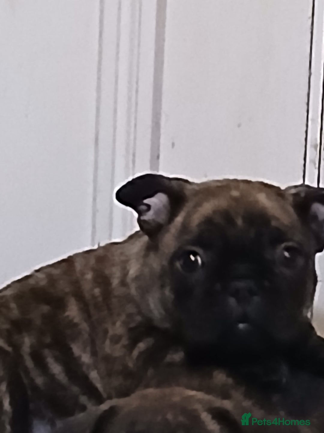 Frug dogs for sale: Two ten week old female frugs for sale - Image 2