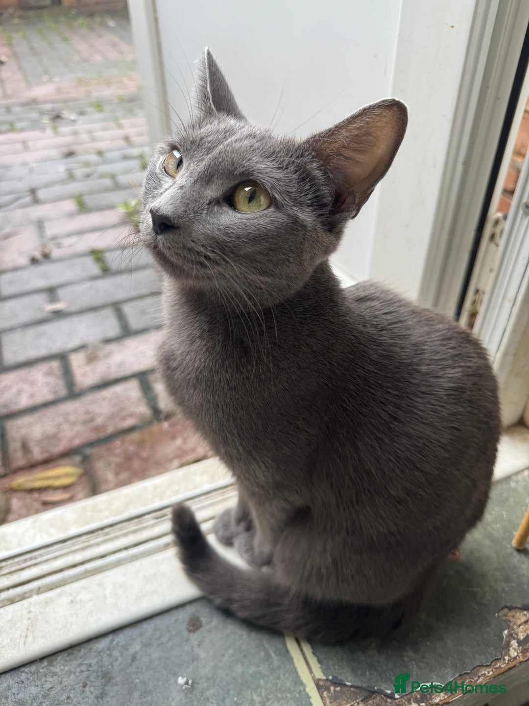 Russian Blue cats for sale: Russian Blue kittens - Advert 4