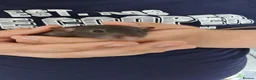 Rat rodents for sale: READY NOW! Updated. Gorgeous fancy dumbo rats - Advert 18