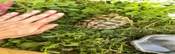 Hermann Tortoise reptiles for sale: Harmann Tortoise 6 years old  in Egham - Advert 5
