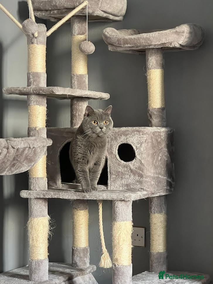 British Shorthair cats Perfect British Shorthair Stud in Leeds - Advert 23