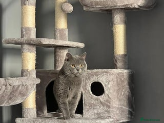 British Shorthair cats in Leeds - Advert 34