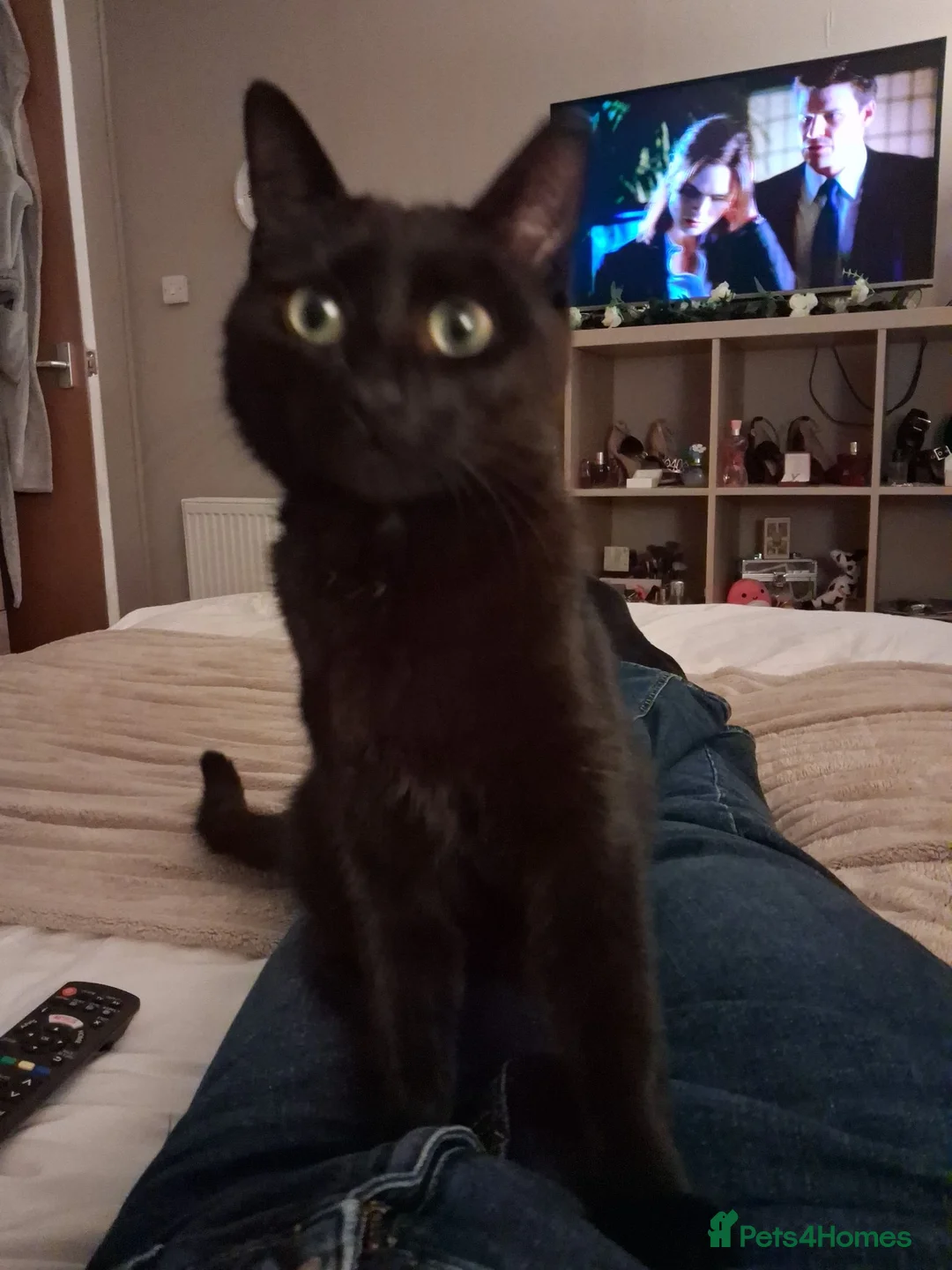Domestic Shorthair cats for sale: Kittens  in Inverkeithing - Advert 1