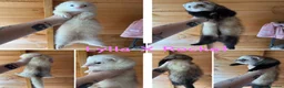 Ferret rodents for sale: Ferret kits - micro lineage - Advert 1