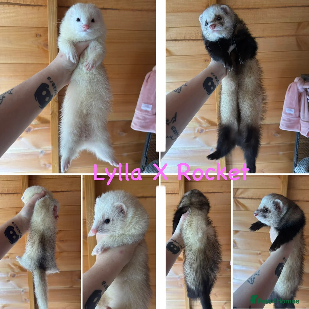 Ferret rodents for sale: Ferret kits - micro lineage - Advert 1