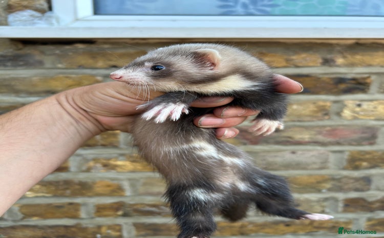Ferret rodents - Advert 5