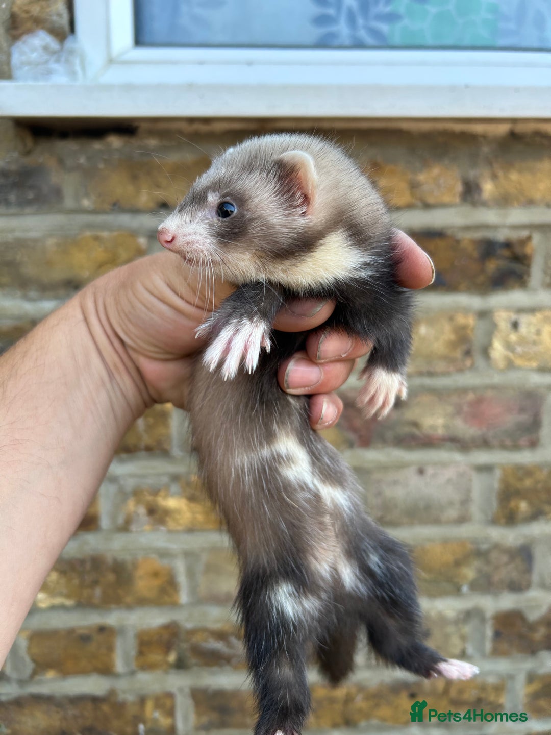 Ferret rodents for sale: Ferret kits  - Image 1