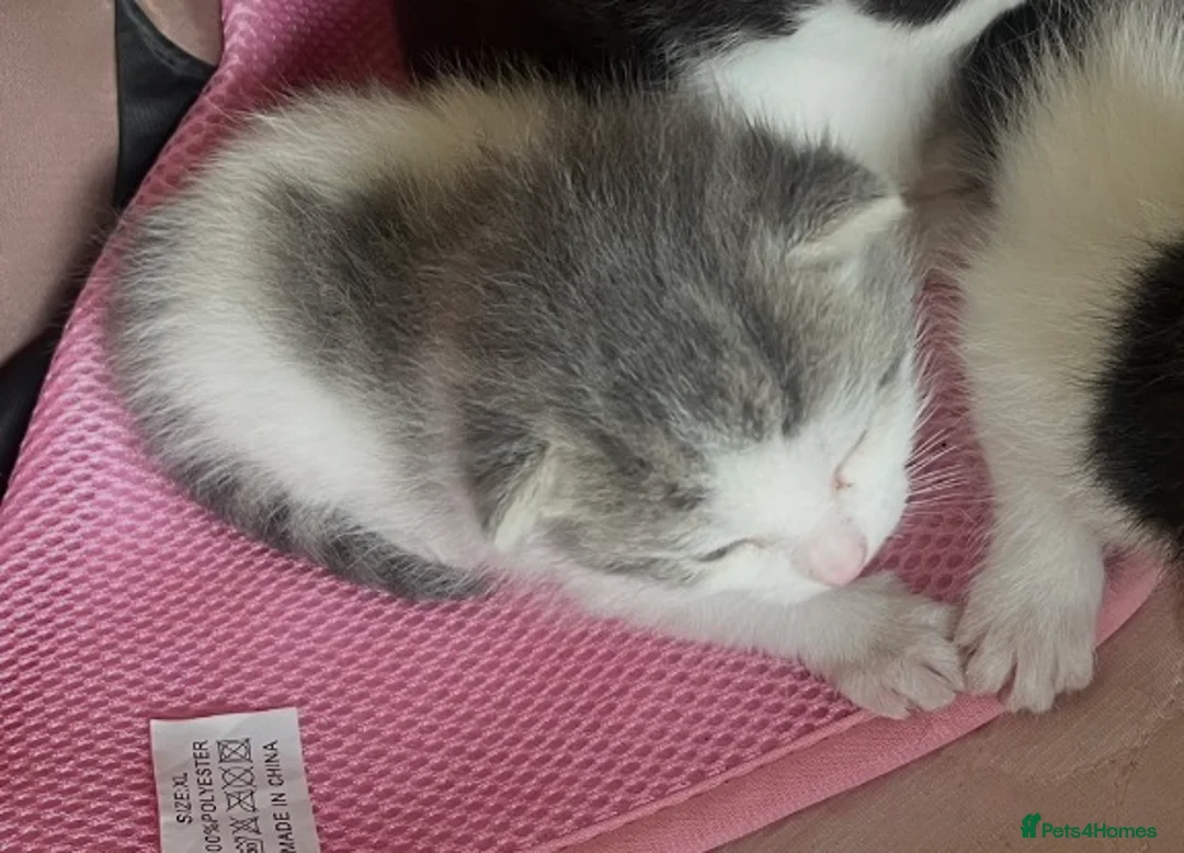 Mixed Breed cats for sale: Kittens for sale what black grey mixed Bradford  in Bradford - Advert 2