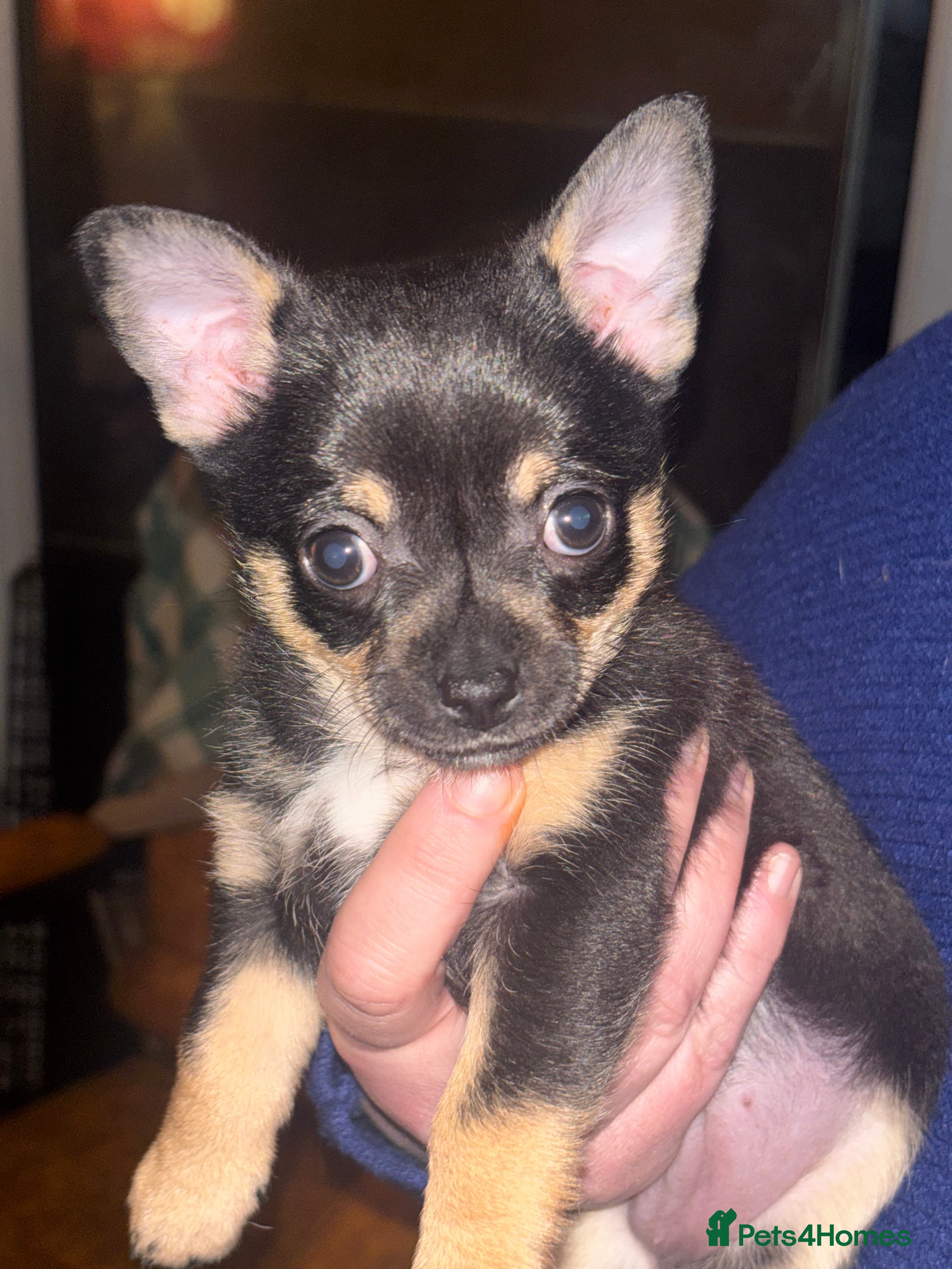 Chorkie dogs Chorkie Girls - Advert 2