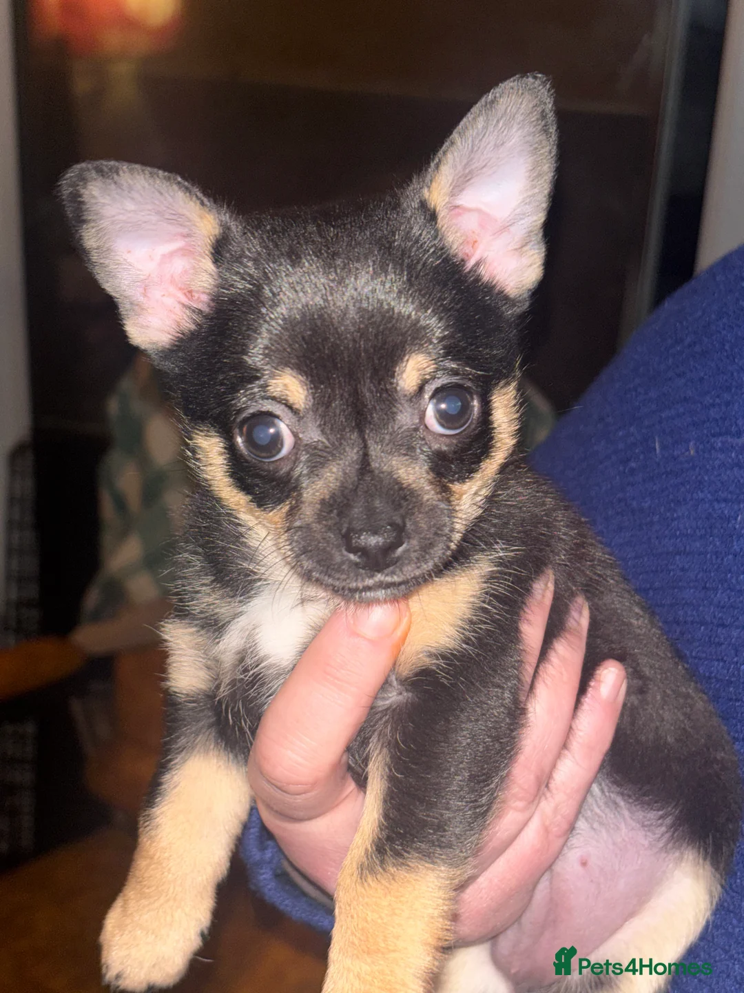 Chorkie dogs for sale: Chorkie Girls - Advert 1