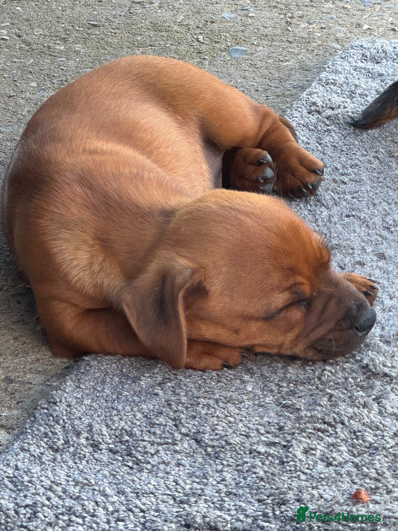 Mixed Breed dogs 1 mixed puppies looking for a new home. - Advert 1