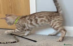 Bengal cats for sale: 💚Marvellous Mink💚 Male Bengal TICA Reg - Image 6
