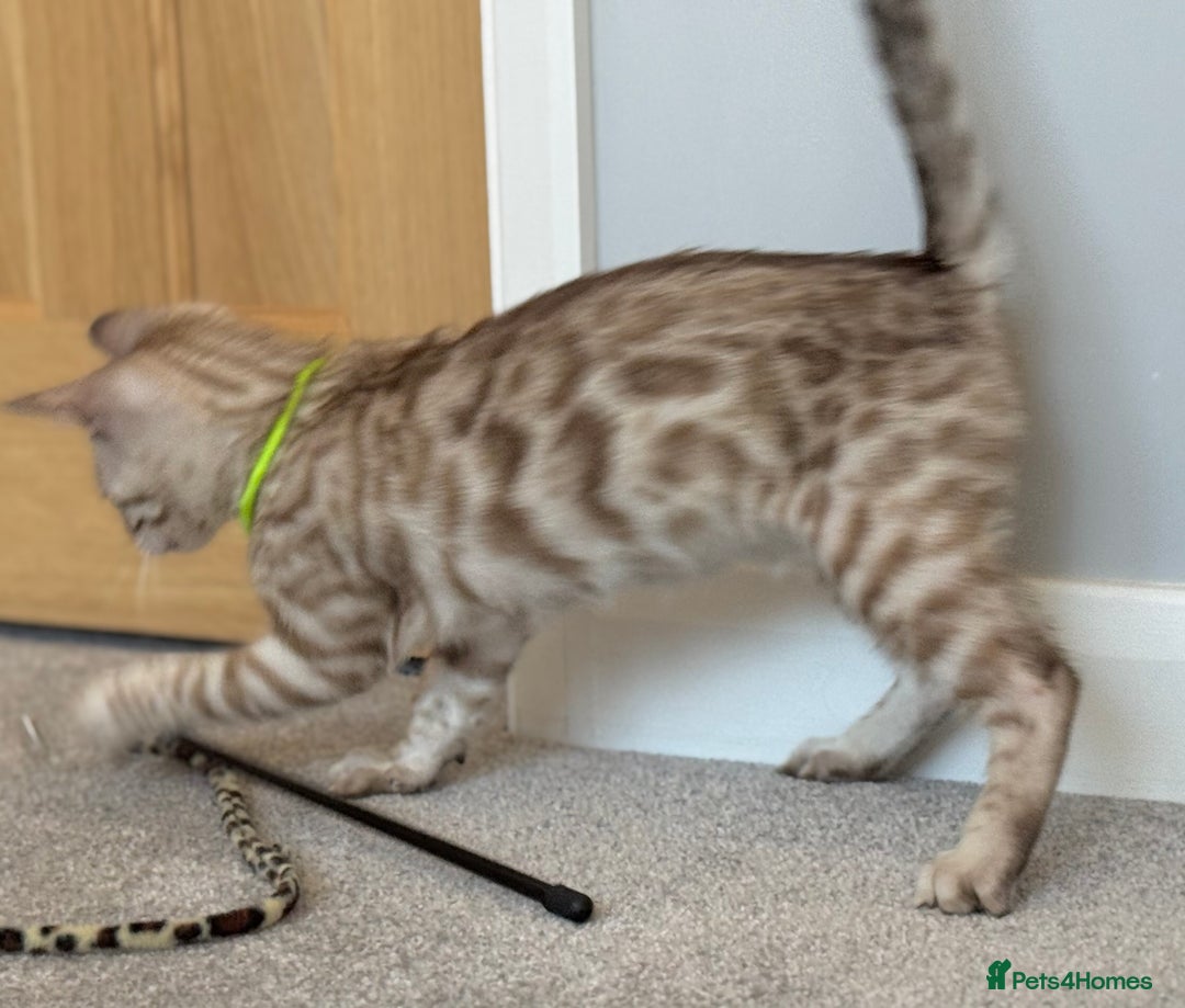 Bengal cats for sale: 💚Marvellous Mink💚 Male Bengal TICA Reg - Image 6