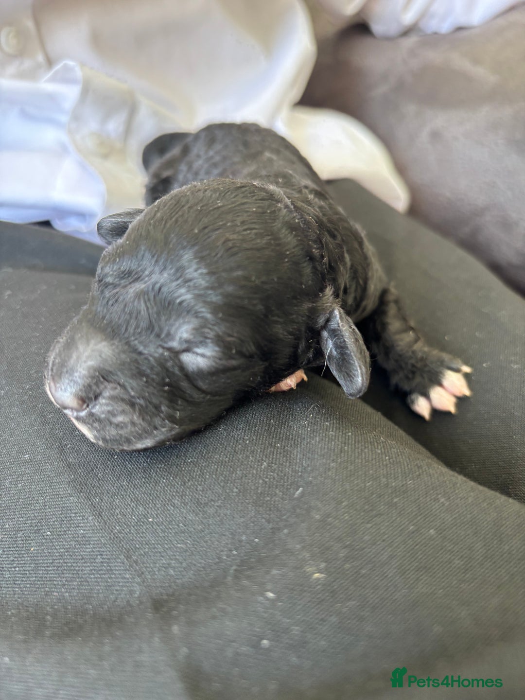 Mixed Breed dogs for sale: Labradoodle x Australian Labradoodle Puppies - Image 6