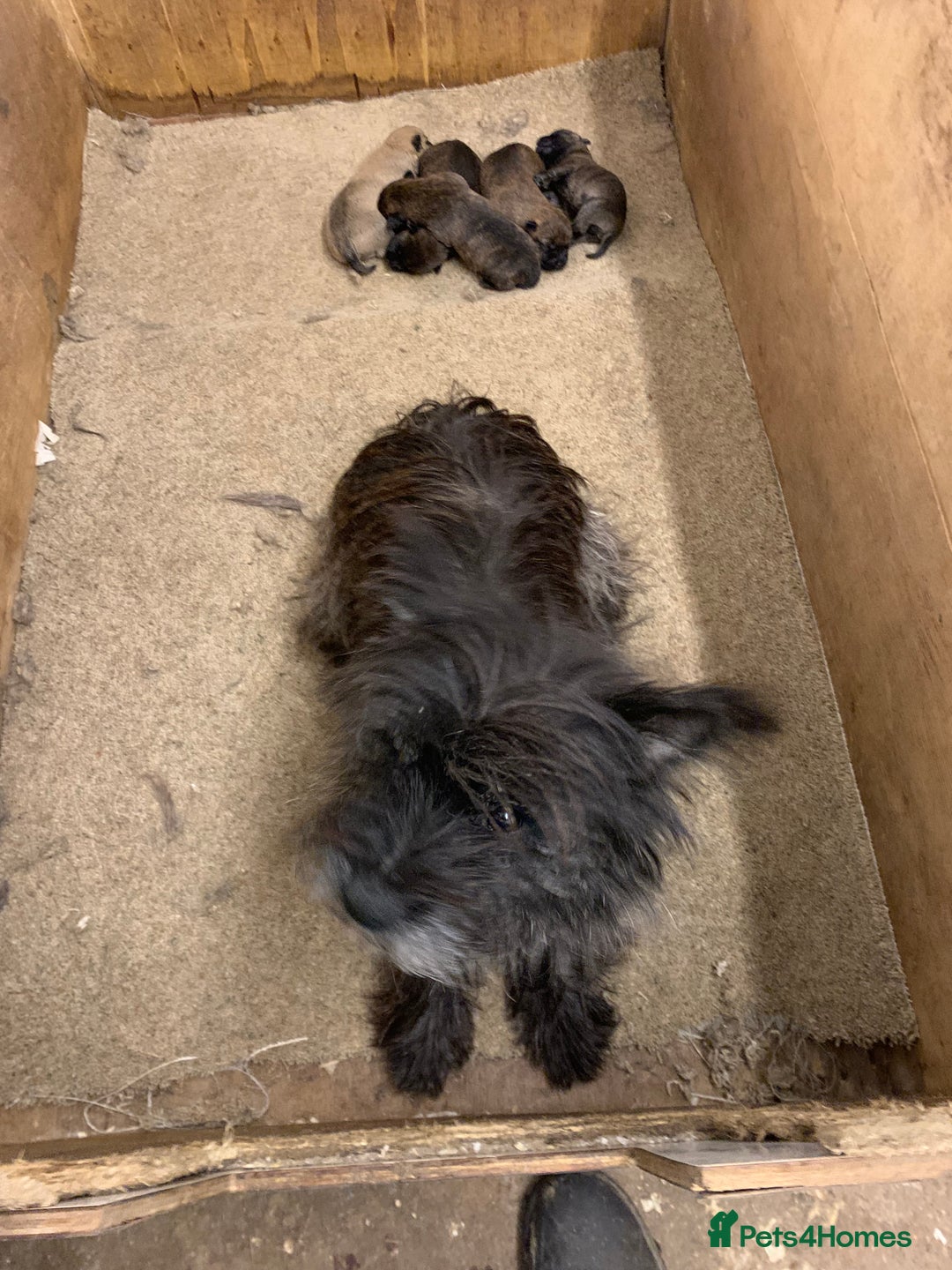 Cairn Terrier dogs for sale: Pure Bred Cairn Terrier puppies  - Advert 1