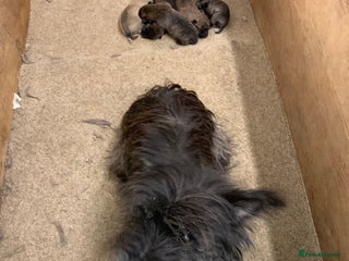 Cairn Terrier dogs Pure Bred Cairn Terrier puppies - Advert 1