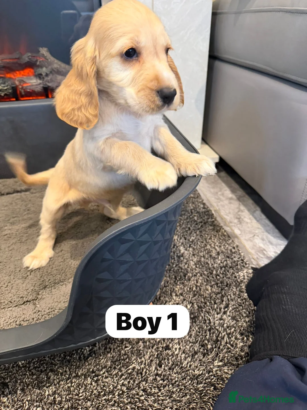 Cocker Spaniel dogs for sale: Beautiful adorable show type cocker spaniels - Advert 15